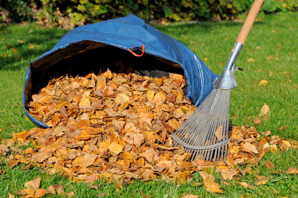 Your guide to fall lawn care